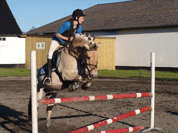Fjordhest Micky (Penti) <3 - Velkommen til Mickys profil. Her er vi til sløjfespring på NSR (i opvarmningen) til 90 cm (LB**) min lille stjerne billede 12