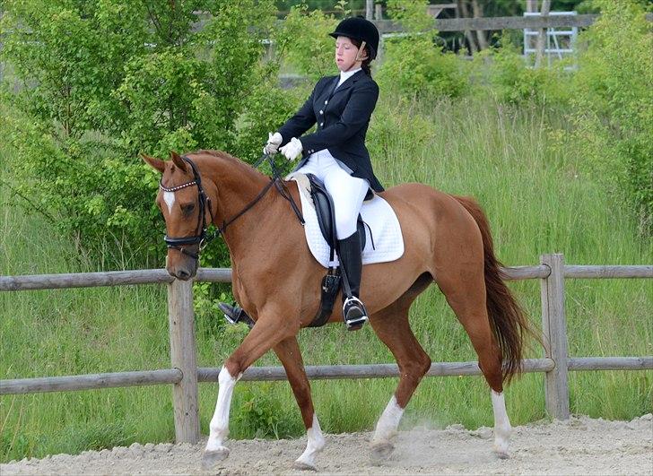 Dansk Varmblod Grube'S Cassione  - Grube'S Cassione - 11 Juni 2011 - PSR - LB-Showklasse - LB2 65% 1. plads! Foto: IRL-FOTO billede 8