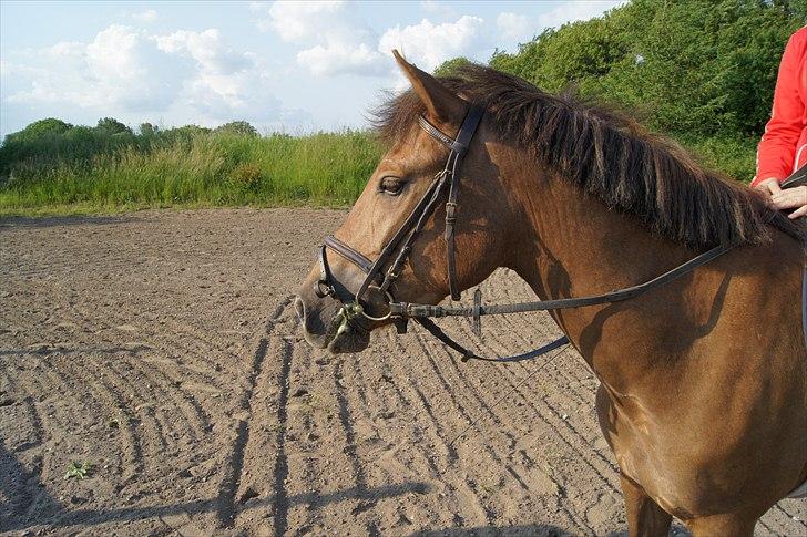 New Forest Diamond - Velkommen til Diamonds profil. billede 1