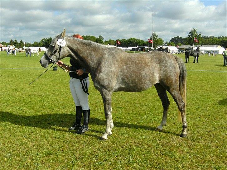 Arabisk fuldblod (OX) Cassie ox billede 9