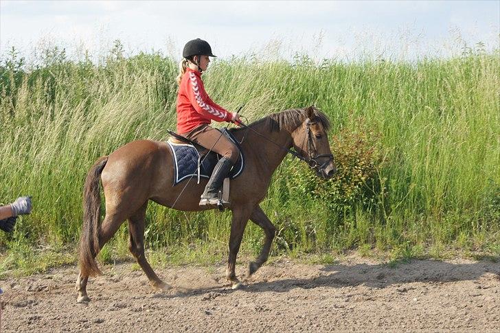 New Forest Diamond - En af de første gange med rytter på ryggen billede 2