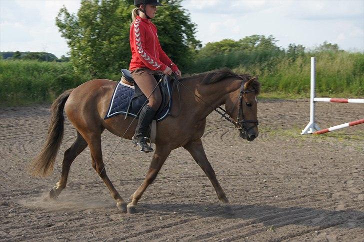 New Forest Diamond - Første gang hun traver med rytter på  billede 3