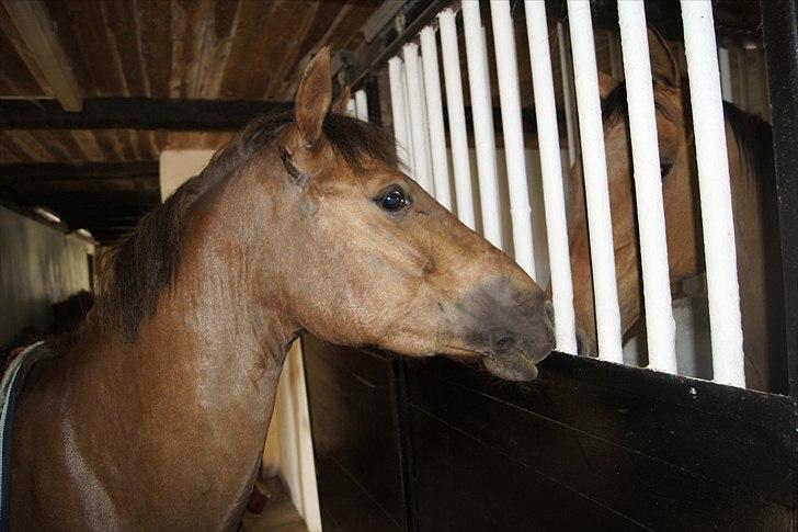 New Forest Diamond - Diamond i stalden billede 4