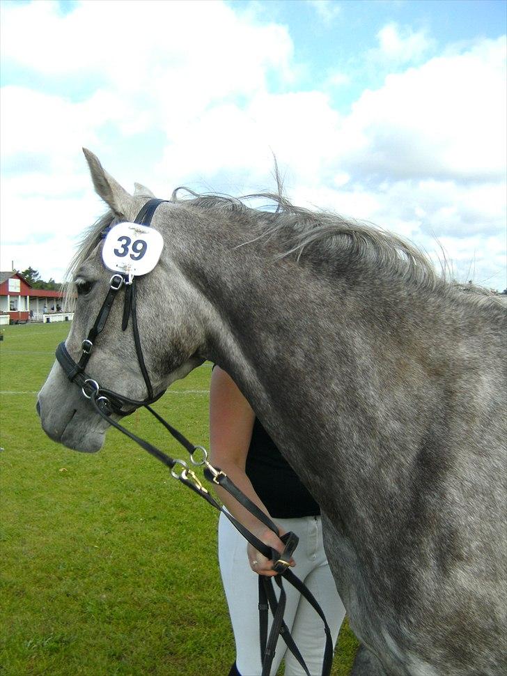 Arabisk fuldblod (OX) Cassie ox billede 2