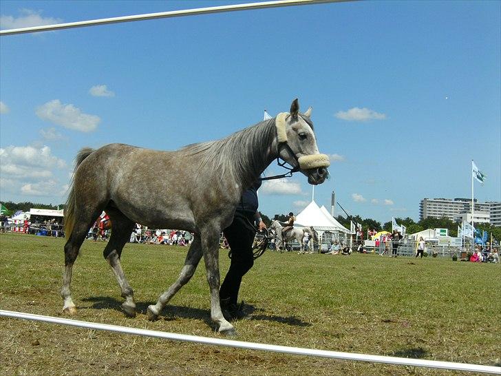 Arabisk fuldblod (OX) Cassie ox billede 4