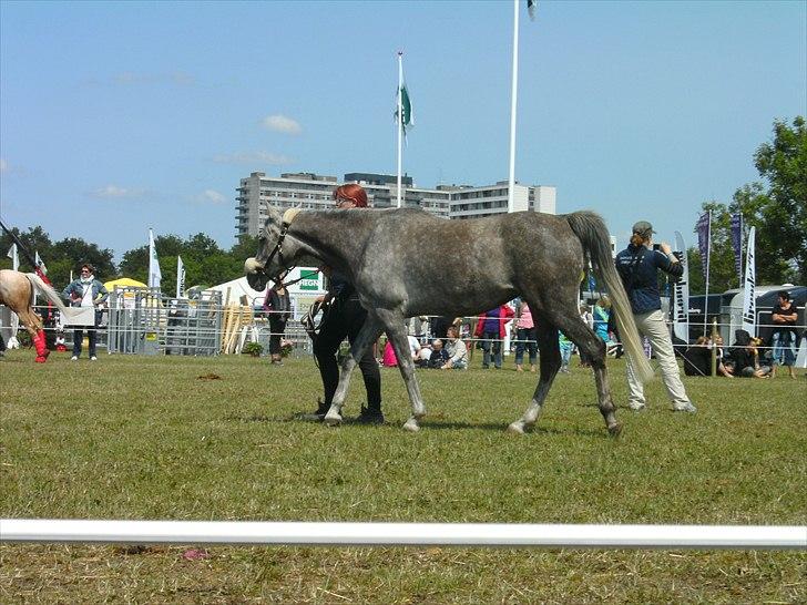 Arabisk fuldblod (OX) Cassie ox billede 7