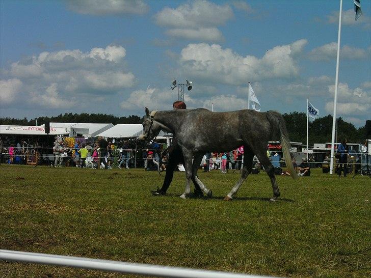 Arabisk fuldblod (OX) Cassie ox billede 8