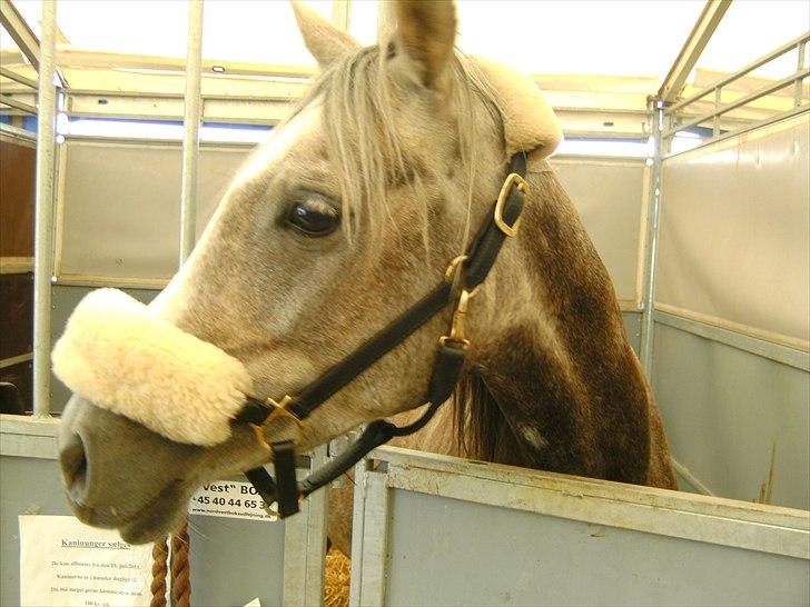 Arabisk fuldblod (OX) Cassie ox billede 20