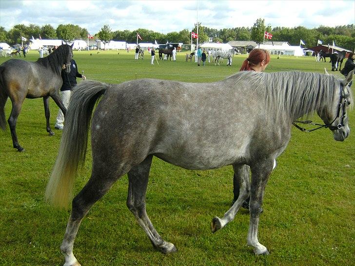 Arabisk fuldblod (OX) Cassie ox billede 5