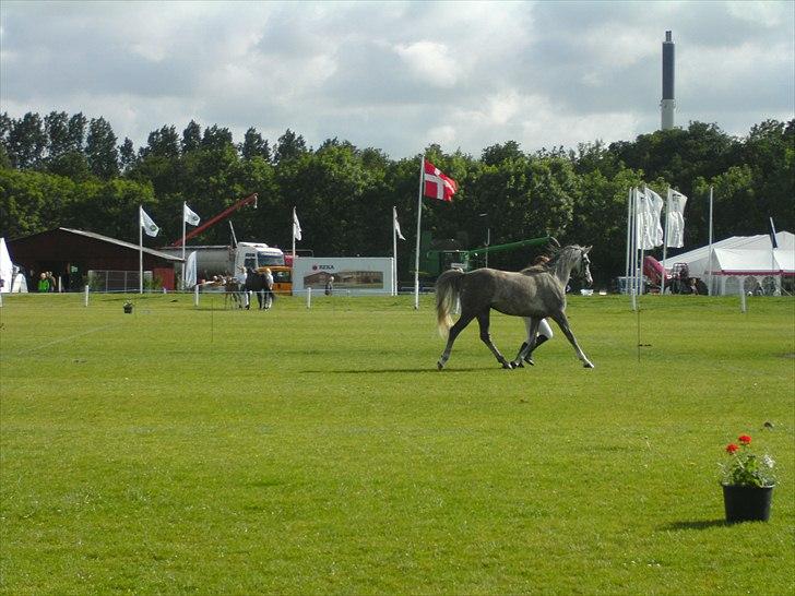 Arabisk fuldblod (OX) Cassie ox billede 6