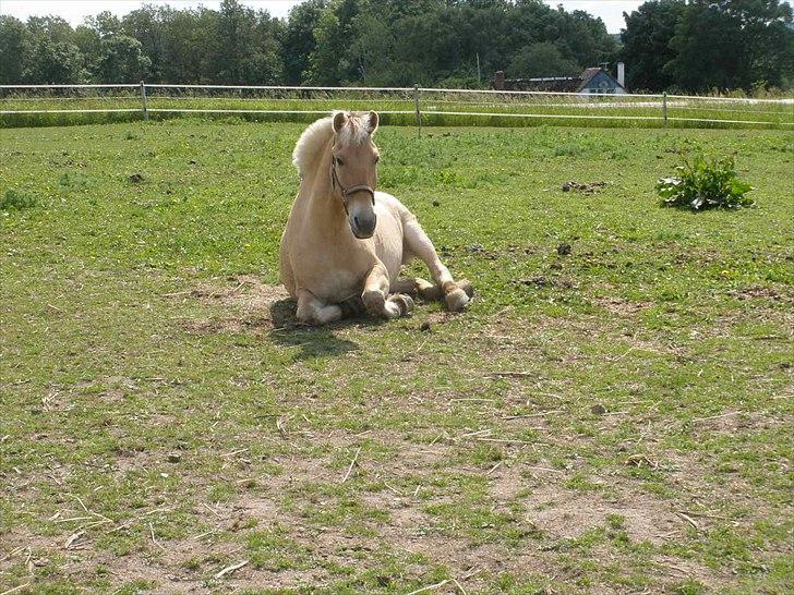 Fjordhest Emir Stanstorp (SOLGT) - På folden!! :D<3 TAk fordi i kiggede med og husk nu og lig en kommentar og en bedømmelse :D billede 20