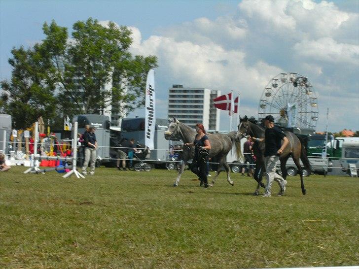 Arabisk fuldblod (OX) Cassie ox billede 3