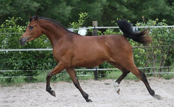 Arabisk fuldblod (OX) Precious Marcia D. billede 15