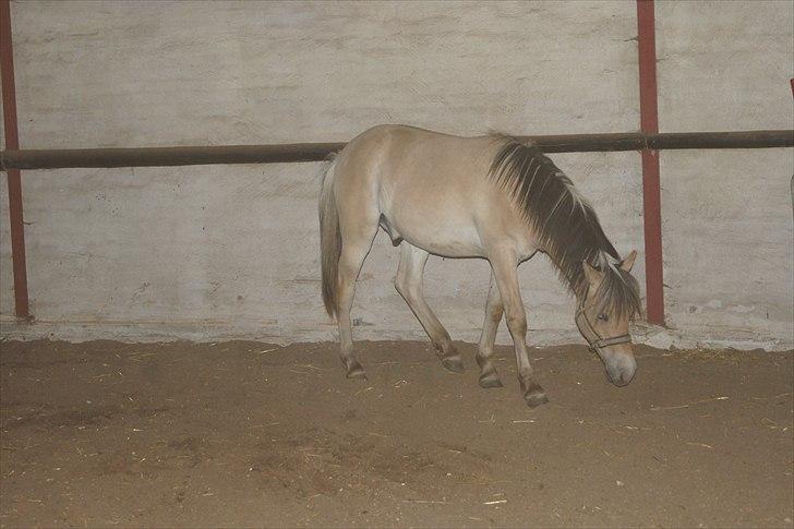 Anden særlig race Bob billede 2