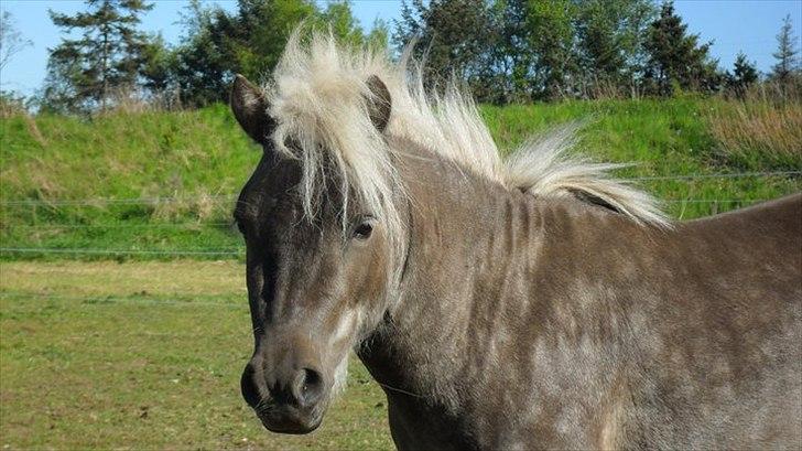 Shetlænder Silver<3 solgt altid elsket og savnet! - Velkommen til Silver's profil :D
hvor er du bare skøn <3  billede 1