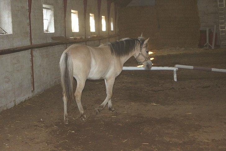 Anden særlig race Bob billede 3