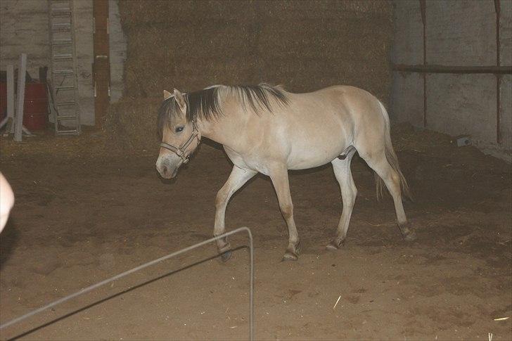 Anden særlig race Bob billede 4