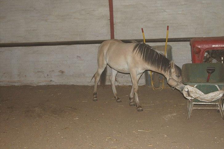 Anden særlig race Bob billede 5