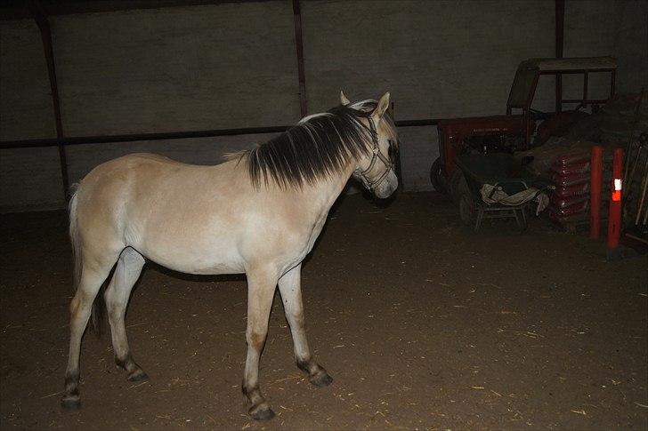 Anden særlig race Bob billede 6