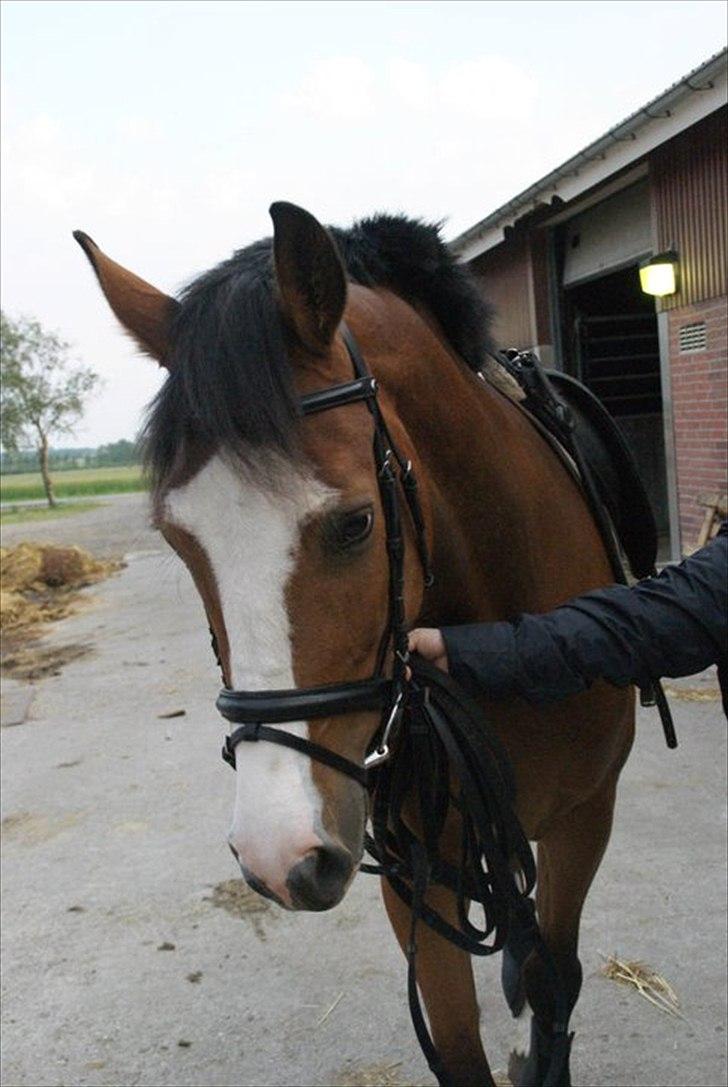 Dansk Varmblod Hedie DV DH - Hedie på vej over i ridehallen for 2gang billede 3