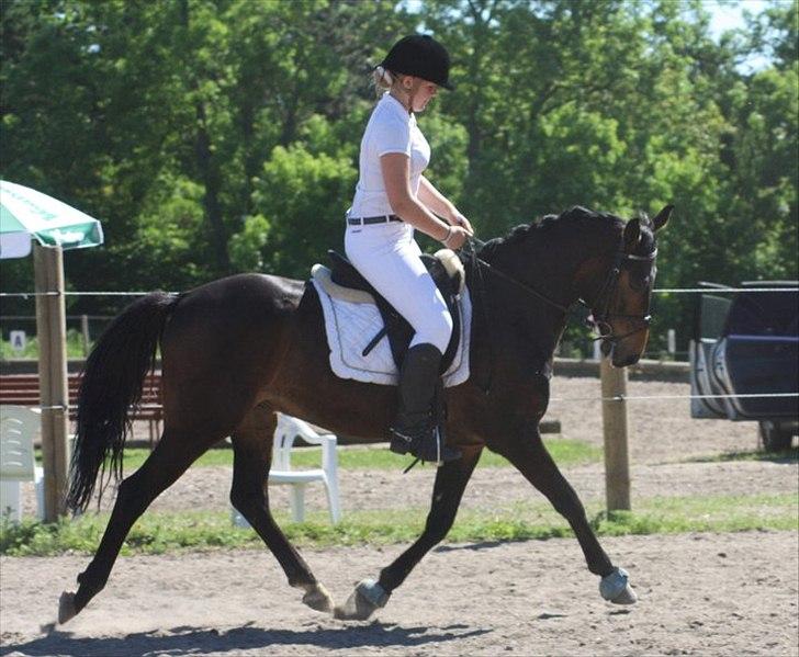 Anden særlig race Nalot - la4 til 66,?? % og en 3. plads ud af 29 (; i ebberup rideklub (:
taget af mor (: billede 3