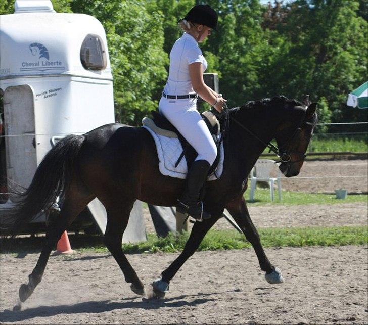 Anden særlig race Nalot - stævne i ebberup rideklub LA4 til 66,?? og en 3. plads ud af 29 equipager - foto: mor billede 4