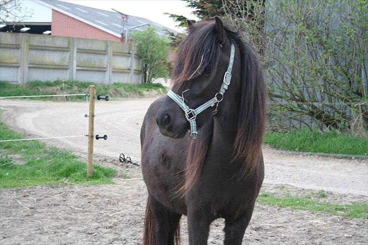 Islænder Pila fra Haurholm billede 1