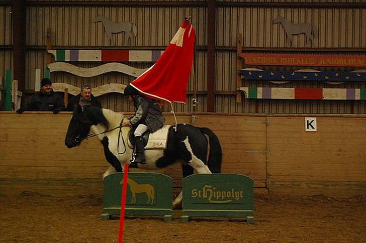 Irish Cob Katinka billede 18