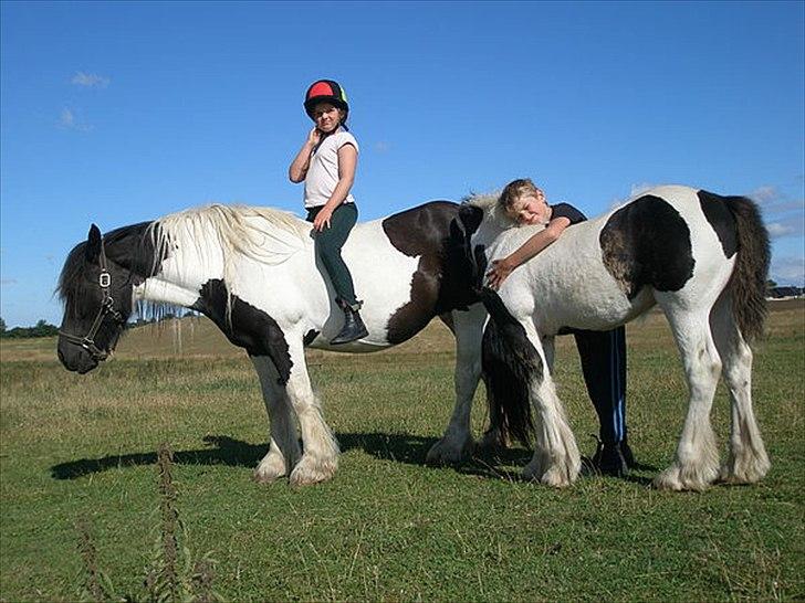 Irish Cob Katinka billede 20