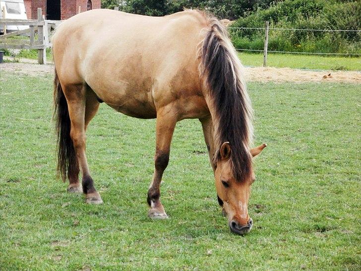 Anden særlig race - Dino (Buller) - Dino på folden ♥♥ :) 
8/6-2011 billede 10