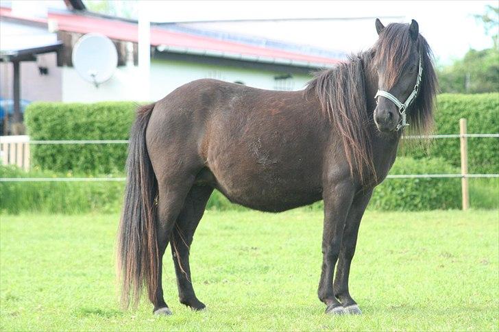 Islænder Pila fra Haurholm - Pila højdrægtig maj 2010 billede 2