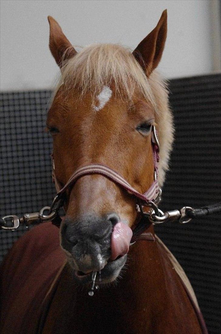 Hollandsk Sportspony Amy | B-pony <3  - Haah hvor er du sød <33 billede 6