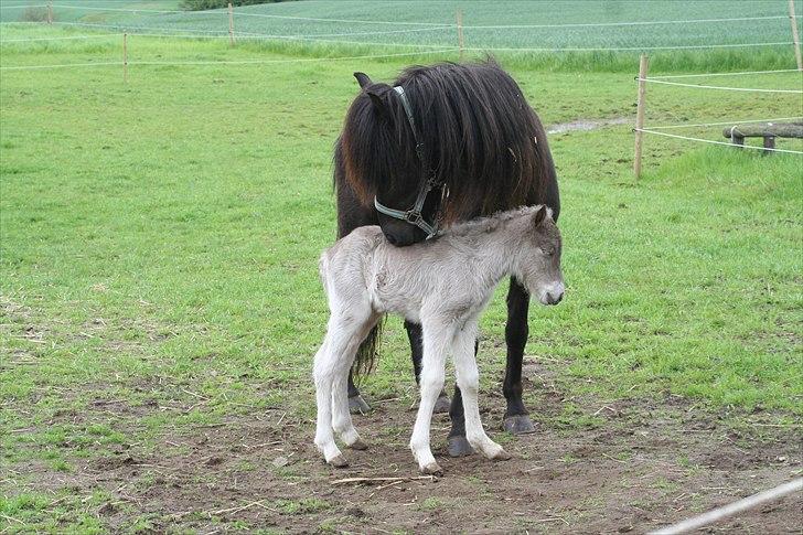 Islænder Pila fra Haurholm - Pila med hendes føl Völva fra Kristiansminde billede 3