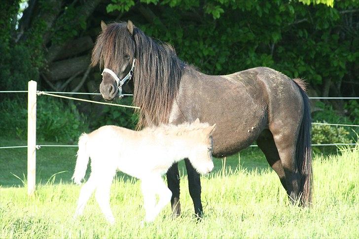 Islænder Pila fra Haurholm - Pila og Völva juni 2010 billede 4