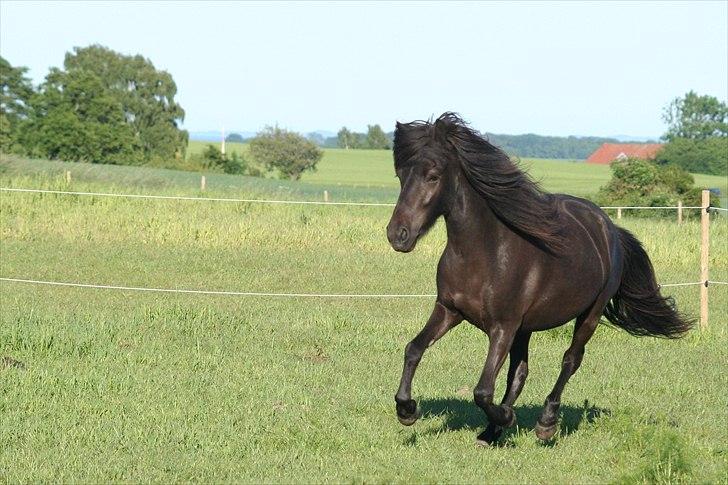 Islænder Pila fra Haurholm billede 5