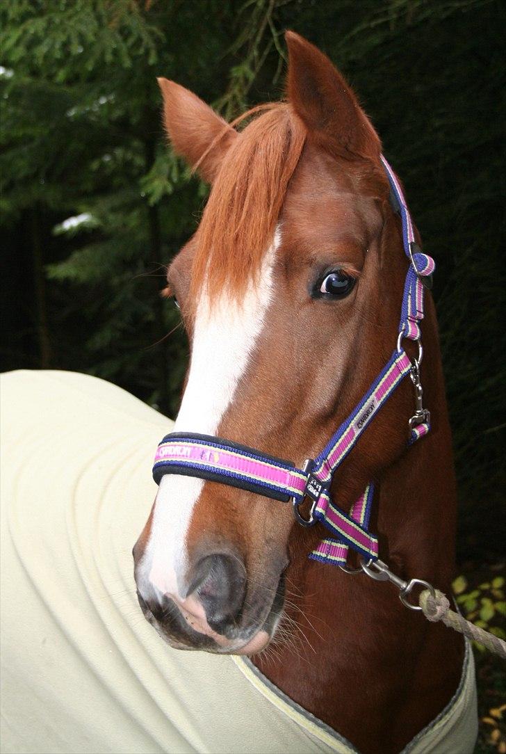 DSP Pour Lady billede 12