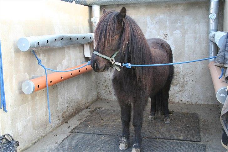 Islænder Pila fra Haurholm - Pila klar til en svømmetur marts 2011 billede 7