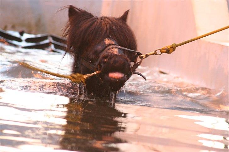 Islænder Pila fra Haurholm - Pila ude at svømme marts 2011 billede 8