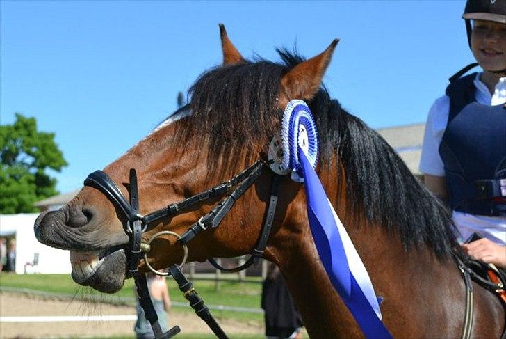 New Forest Mastwood Honeymoon - Efter stævne i ørsted Lb** 2 plads, sommeren 2011. Farmland Cop billede 3