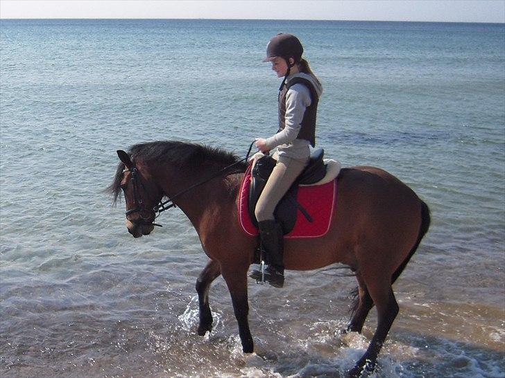 New Forest Vognmandgårdens Valentin - På stranden :) billede 1