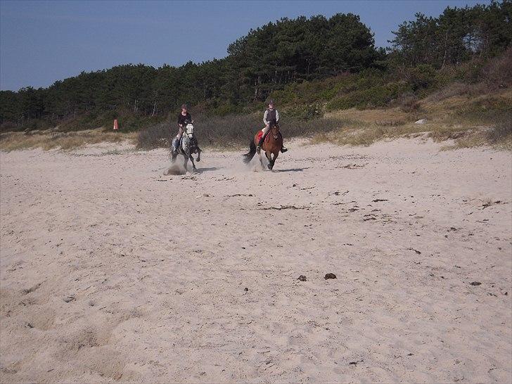 New Forest Vognmandgårdens Valentin billede 4