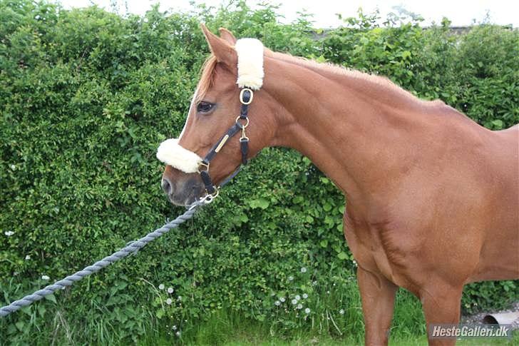 Anden særlig race Desiree billede 2