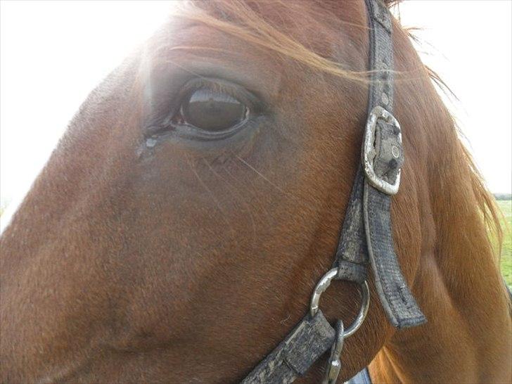 Anden særlig race Desiree billede 3