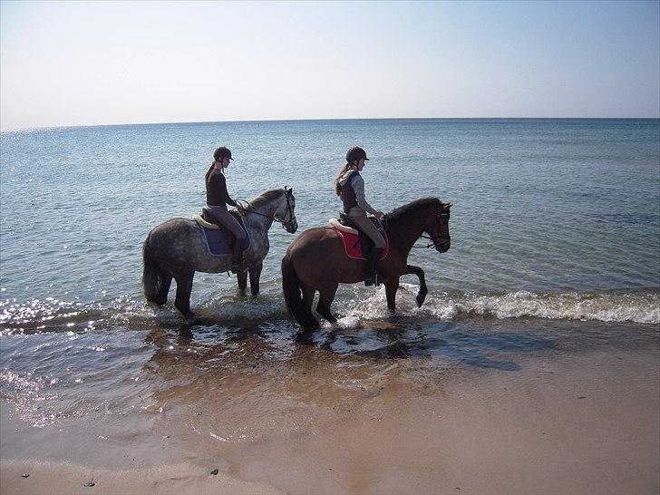 New Forest Vognmandgårdens Valentin billede 8