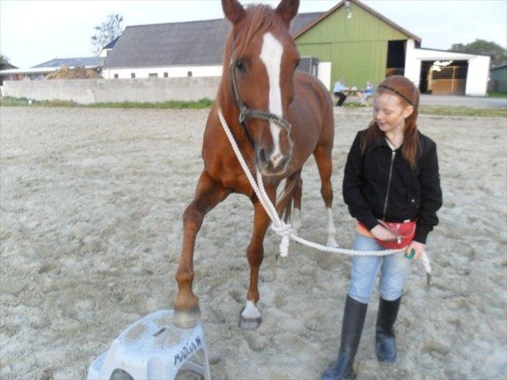 Anden særlig race Desiree - klikkertræning :) billede 4