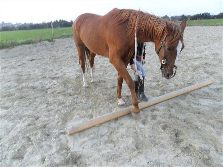 Anden særlig race Desiree - Lidt klikker træning. billede 5