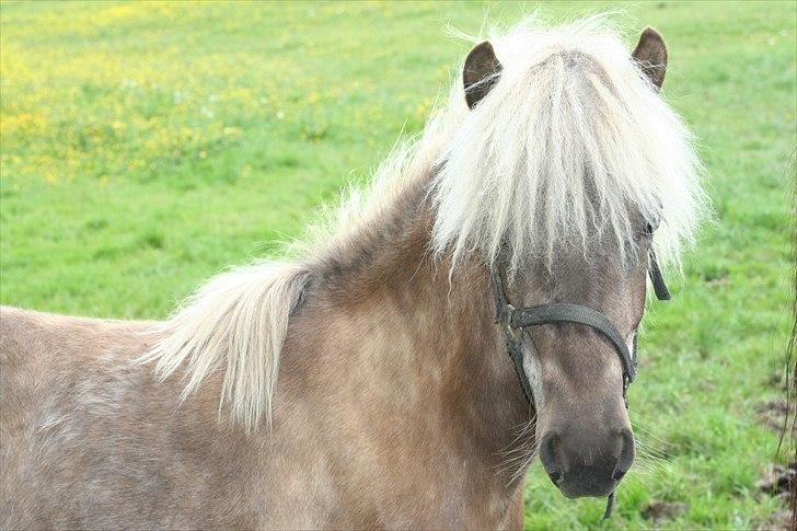 Islænder Völva fra Kristiansminde billede 1