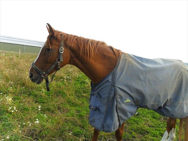 Anden særlig race Desiree - Desiree der slapper af ude på folden... billede 6