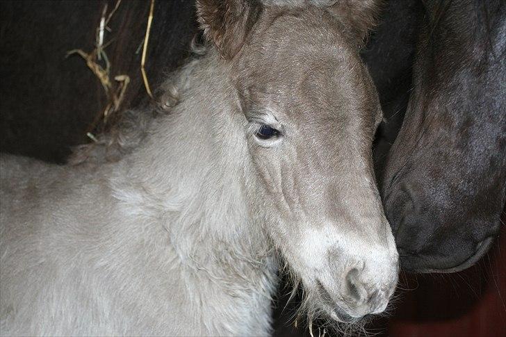 Islænder Völva fra Kristiansminde - Völva 1 døgn gammel maj 2010 billede 2