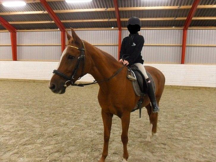 Anden særlig race Desiree - Sidste ridetur. billede 7